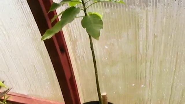 Desiree' Brugmansia
