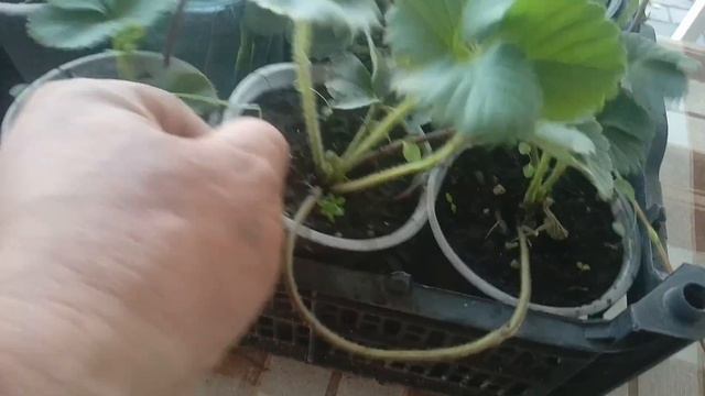 «ЗЕМКЛУНИКА КУПЧИХА,/укоренение УСОВ две НЕДЕЛИ СПУСТЯ/».