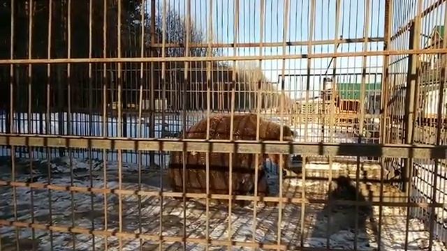 Медведь из Комсомольска катается на спине