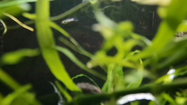 Что нужно для аквариума