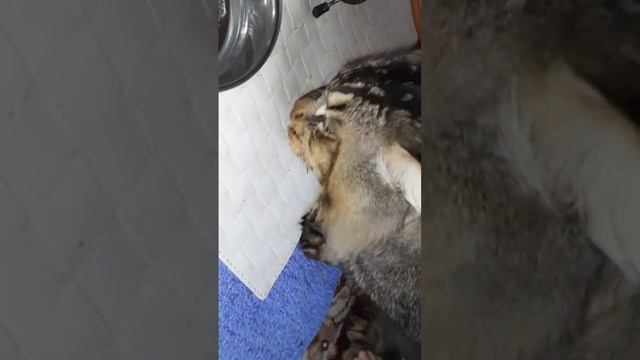 Завтрак кота, д-50 Суп с макаронными изделиями