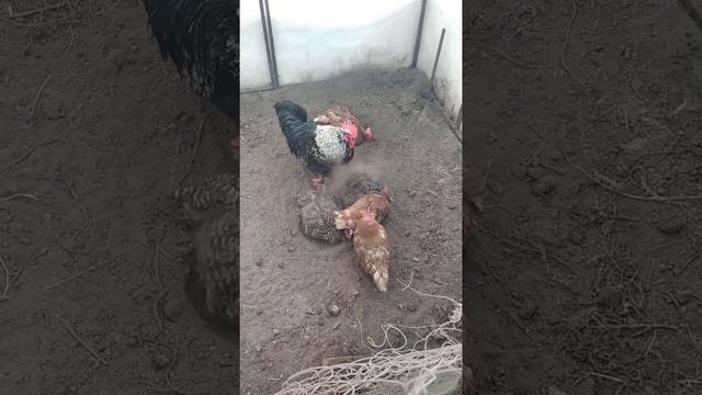 Купание кур зимой в теплице