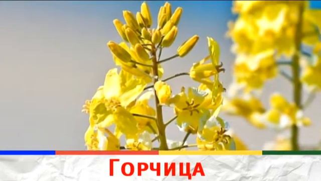 Как растут самые простые продукты на Земле Удиви365TV