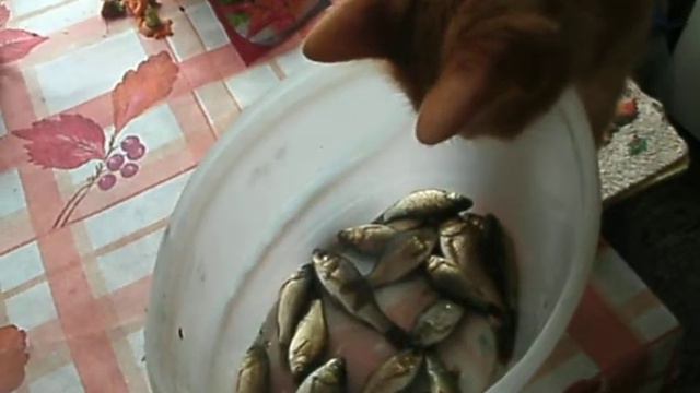 Рыбаки ловили рыбу!