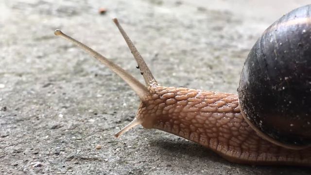 Видео как ползет красивая улитка
