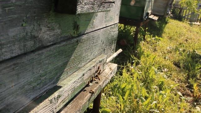 Как заработать на жизнь, проживая в селе??? Два варианта заработка  на нашем примере. Первый РОЙ.