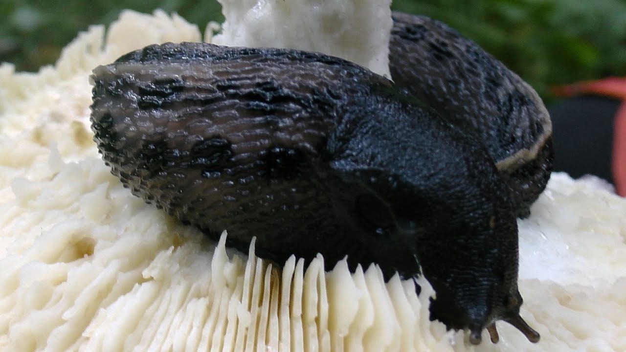 Самый большой наземный слизень Черно-сизый (Limax Cinereoniger)