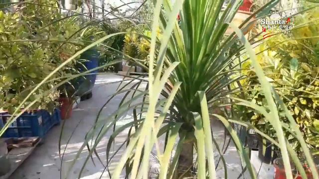 How To Grow Ponytail Palm♦Care Of Nolina Palm ♦@shanta74♦ছাদকৃষি ♦Elephant Foot Palm...