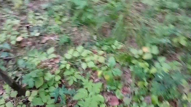 За грибами с металлоискателем))) Потерял нож))