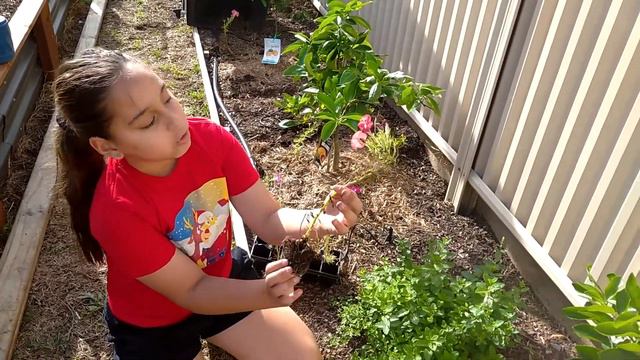 URBAN FARMING | PLANTING FLOWERS PART 1