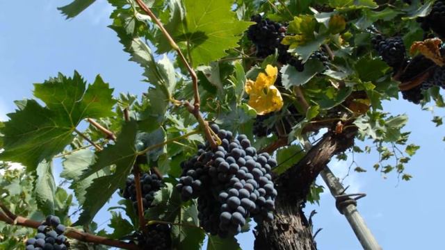 Il Paese Di Cuccagna.