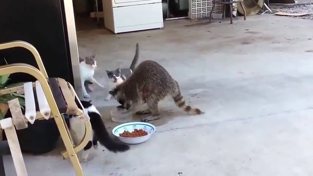 ЛУЧШИЕ ВИДЕО С ЕНОТАМИ - Это видео сделало мой день #19