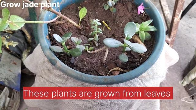 Growing Jade Plant From Cuttings And From A Leaf Is Very Easy!