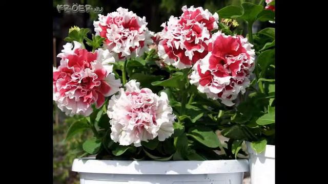 Hạt Hoa DOUBLE PETUNIA