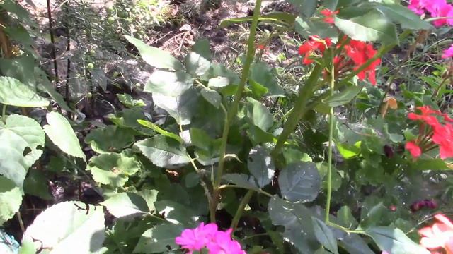 ПЕЛАРГОНИИ.  ОПЯТЬ ЭКСПЕРИМЕНТ.