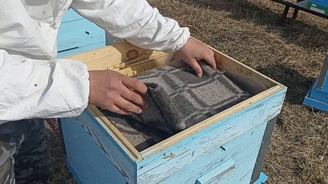 Весенняя ревизия пчёл, сокращение семей! Первая пыльца! Пчеловодство!