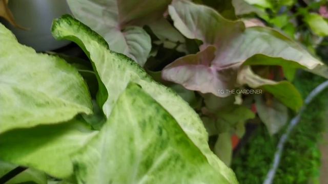 Syngonium Collection And Care | Arrowhead Plant Care