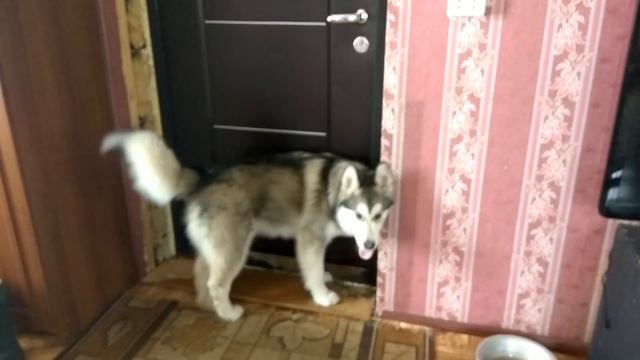 Маламут побег не удался!