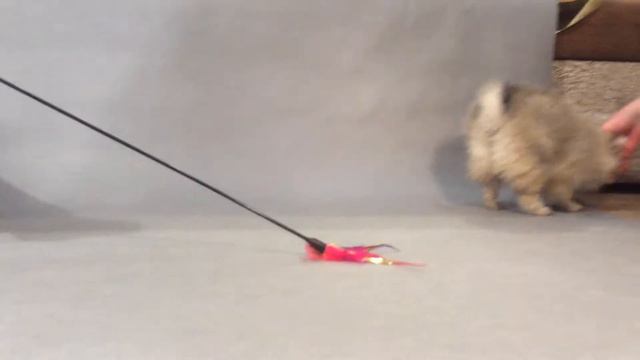 Агния 1. Немецкий шпиц