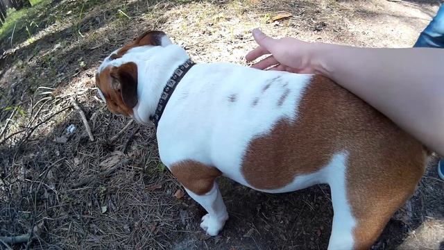 Английский бульдог. Часть 22. Опасно для жизни! ТЕПЛОВОЙ УДАР