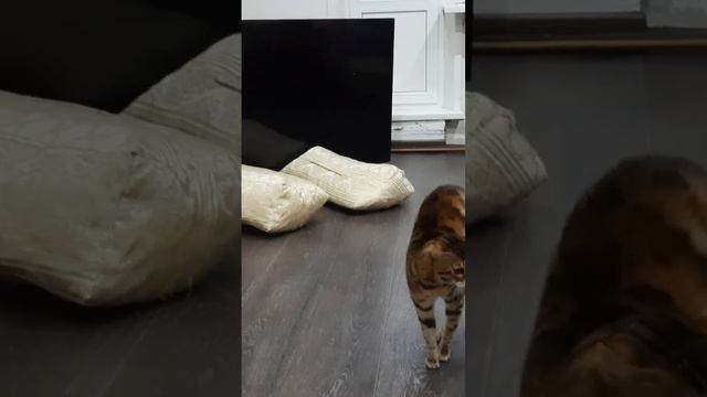 Кошка и собака первое знакомство