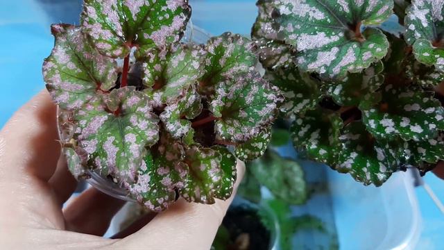 Заглянула в теплички и не поверила своим глазам!!!🌼