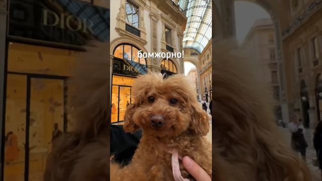 А вы берете питомцев в отпуск?
