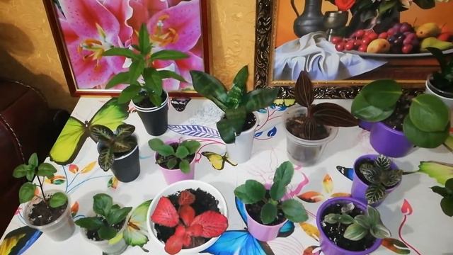 Обзор моих цветочков