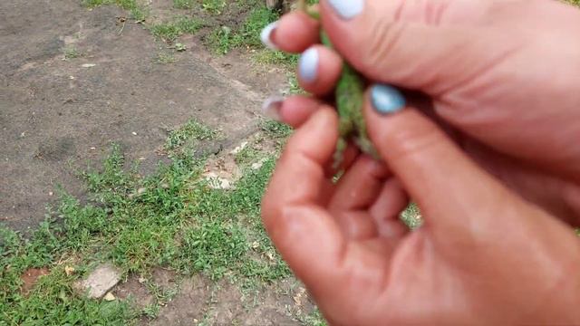 #нетвойне Спасаем ящерицу.(часть 3)