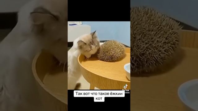 VID_20231117094953.mp4