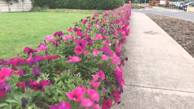 Petunia Garden In Limerick - Ireland