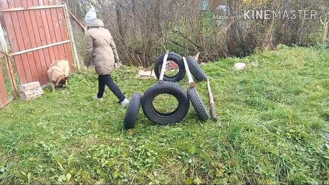 Моя конкурная собака | аджилити