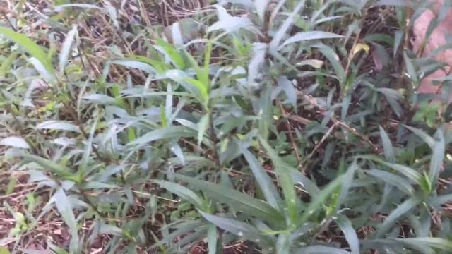 RU522 - Mexican Petunia - Ruellia Simplex - Purple Flowers Of The Dougherty Garden