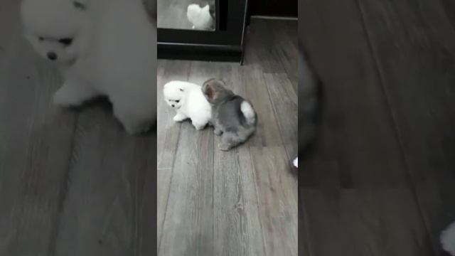 Щенки померанских шпицев