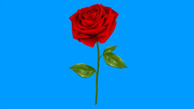 Red rose chromakey with blue background 4k