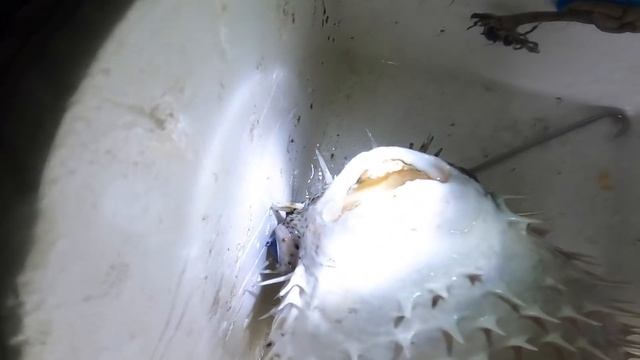 تحدي صيد سمكة النفيخه باليد || سامة وخطيرة ⚠️? CATCHING TAKIFUGU