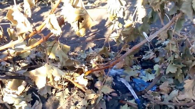 влагозарядный полив в осень куста винограда