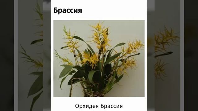 Разновидности  Орхидей