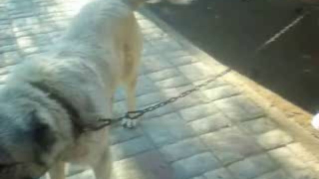 Кавказская овчарка(Vanda) 