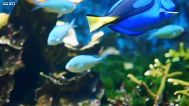 Aquarium 4K (UHD) - Relaxing Music With Relaxing Oceanscapes - Beautiful Relaxing Coral Reef Fish