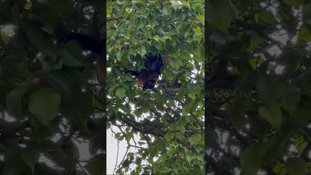 Мальдивы. Maldives. 马尔代夫。 125