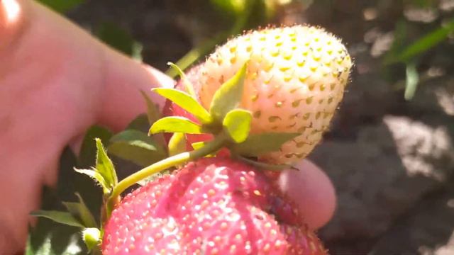 0753eb3363d5a4f072463344fbaf3baf