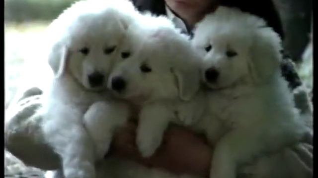 Cane da pastore maremmano abruzzese   мареммо абруцкая овчарка