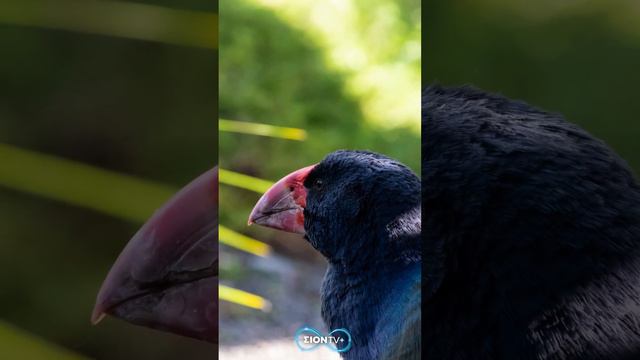La Increíble Historia Del Takahē De Nueva Zelanda.