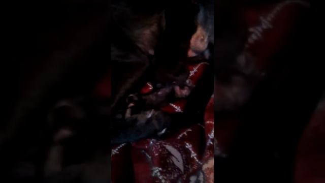 Собака кормит (ну очень) голодного котёнка :)