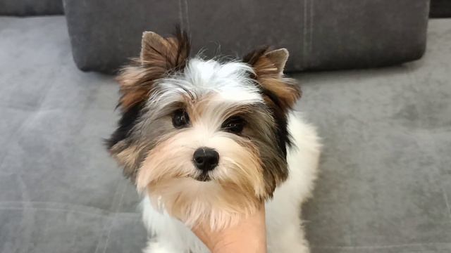 Бивер мальчик красавчик/сентябрь 2022