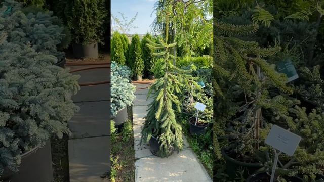 Ель обыкновенная 