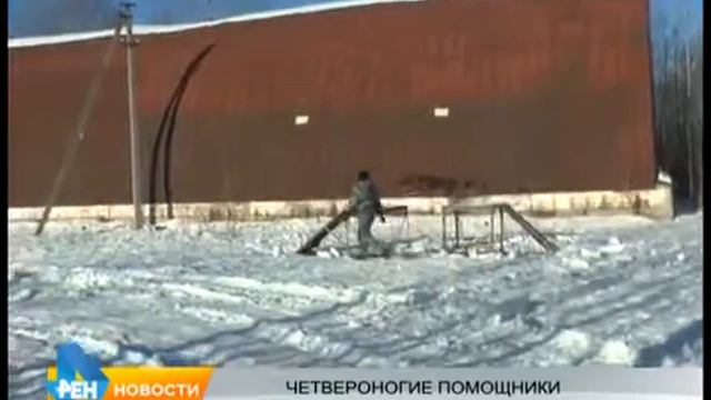 Лучших кинологов выявили в Центре кинологической службы ЕАО