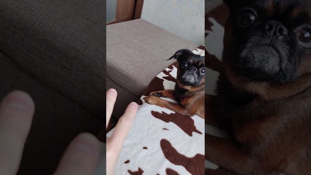 Собака играет. Добби. Пти-брабансон