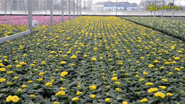 Primula Paradiso By Gardener Polman (english Subtitled)